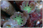 Green Glove Polyps